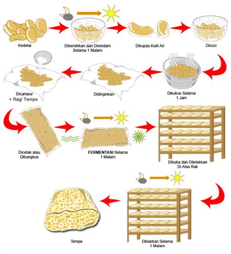 Mengenal Proses Fermentasi Tempe